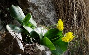 60 Primula orecchia d'orso (Primula auricola),